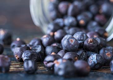 Loose Juniper Berries - Pentland Hills Gin